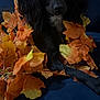 animal, autumn_leaves, black_dog, closeup, couch, cozy, curly_fur, dog, fall, fur, home, indoor, laying_down, leaf_pile, orange_leaves, pet, portrait, relaxed, seasonal, yellow_leaves