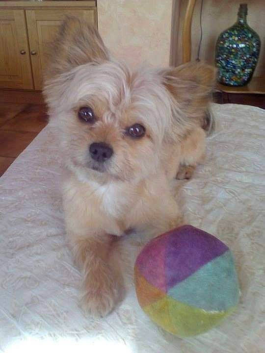 Boutchou participe au concours pour gagner de l'argent avec cette photo : cabinetry, canidae, carnivore, companion_dog, dog, dog_breed, dog_supply, drawer, fawn, fur, hardwood, liver, pet_supply, small_terrier, snout, sporting_group, toy, toy_dog, wood, working_animal