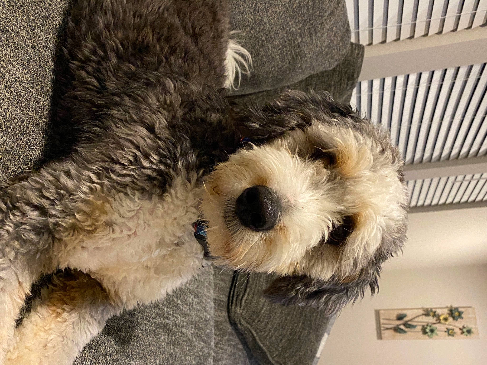 Sully is registered to the contest to win money with this photo: canidae, carnivore, dog, dog_breed, fur, mammal, miniature_schnauzer, petit_basset_griffon_vendeen, puppy, schnauzer, schnoodle, small_terrier, snout, sporting_group, standard_schnauzer, terrier, vertebrate
