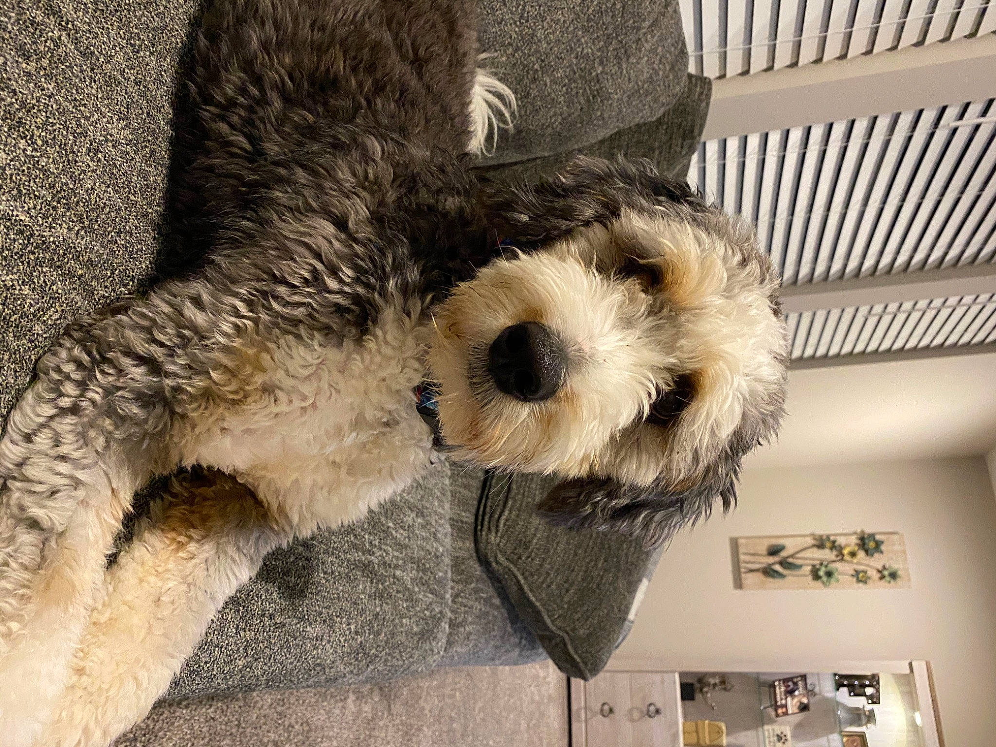 Sully is registered to the contest to win money with this photo: canidae, carnivore, companion_dog, dog, dog_breed, fur, miniature_schnauzer, morkie, petit_basset_griffon_vendeen, puppy, schnauzer, schnoodle, small_terrier, snout, sporting_group, standard_schnauzer, terrier