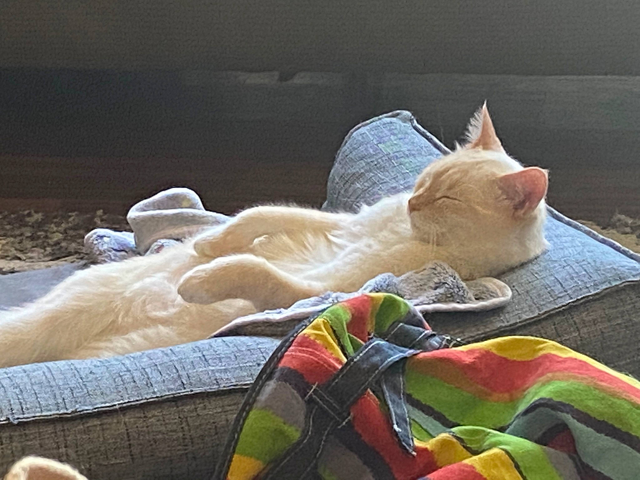 Daryl joined the competition — help win amazing prizes! bed, bed_sheet, bedding, carnivore, cat, comfort, domestic_short_haired_cat, fawn, felidae, fur, grass, human_leg, linens, mammal, musical_instrument, nap, small_to_medium_sized_cats, tail, textile, whiskers