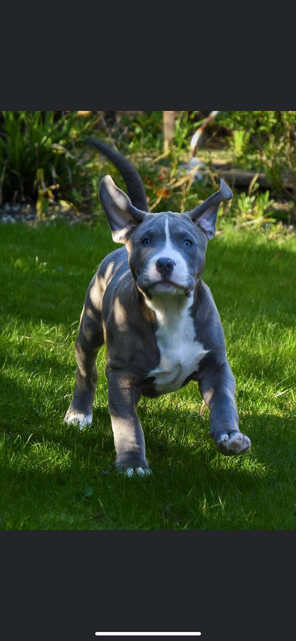 Bleu joined the competition — help win amazing prizes! canidae, carnivore, companion_dog, dog, dog_breed, dog_collar, fawn, grass, grassland, guard_dog, lawn, non_sporting_group, plant, puppy, sporting_group, tail, terrier, toy_dog, whiskers, working_animal