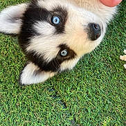 Baggi participe au concours pour gagner de l'argent avec cette photo : husky, puppy, dog, blue_eyes, grass, close_up, fur, pet, animal, cute, black_and_white, outdoor, nature, hand, playing, young, adorable, canine, portrait, lying_down