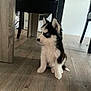 Baggi participe au concours pour gagner de l'argent avec cette photo : husky, puppy, dog, blue_eyes, fur, sitting, floor, wooden_floor, indoor, table, chair, pet, cute, young, animal, canine, black_and_white, fur_texture, domestic, curious