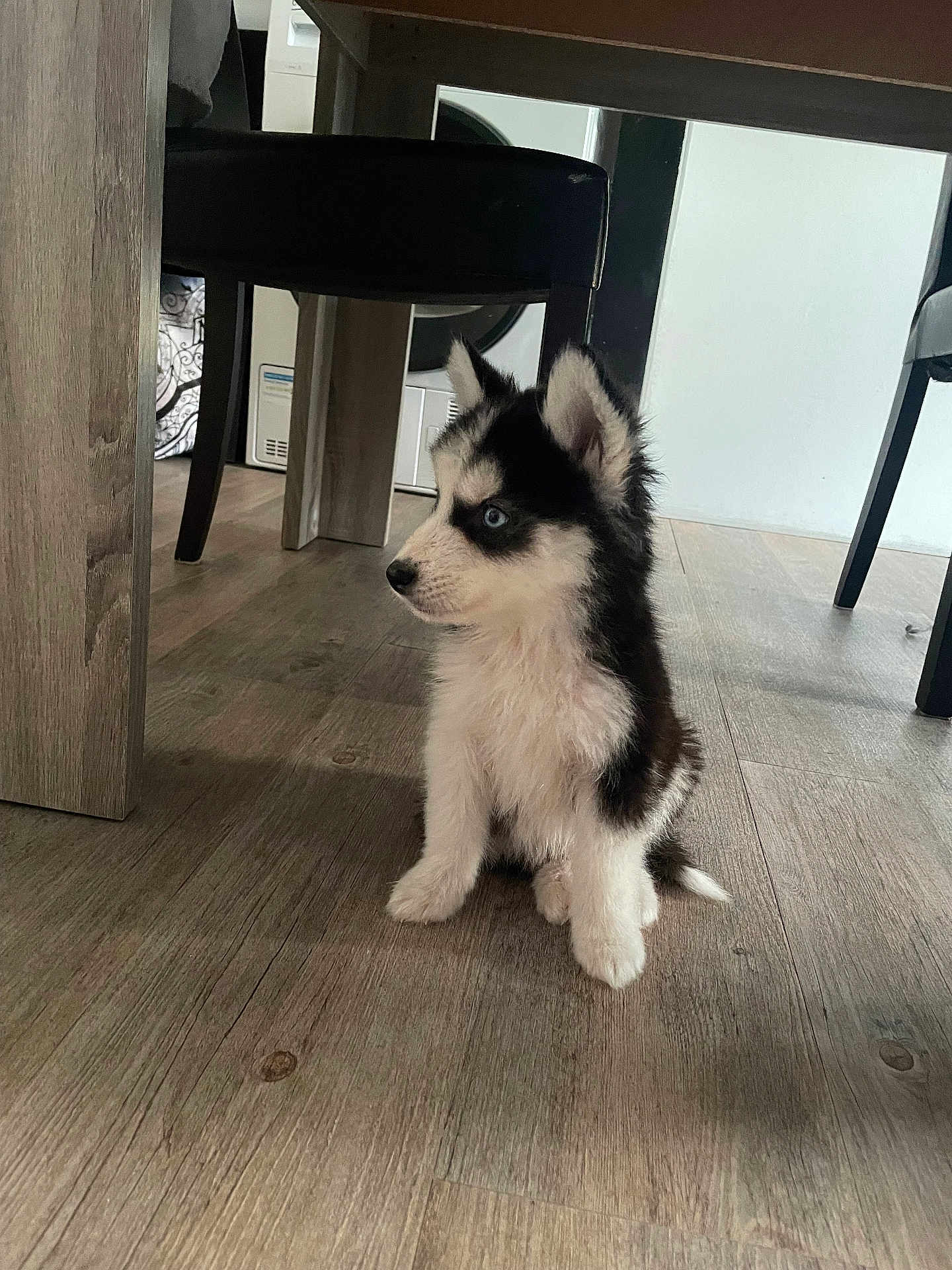 Baggi participe au concours pour gagner de l'argent avec cette photo : husky, puppy, dog, blue_eyes, fur, sitting, floor, wooden_floor, indoor, table, chair, pet, cute, young, animal, canine, black_and_white, fur_texture, domestic, curious
