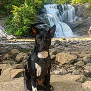 Ghost joined the competition — help win amazing prizes! dog, waterfall, rocks, forest, nature, outdoor, leash, harness, black_dog, white_paws, river, trees, sunlight, person, hiking, adventure, landscape, wildlife, animal, scenic