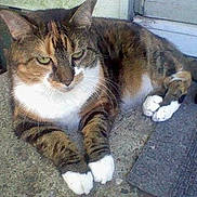 Zowie is registered to the contest to win money with this photo: