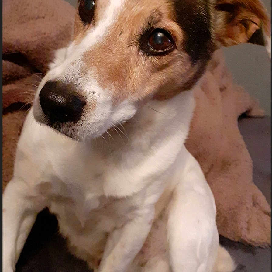 Cookie a rejoint le concours — aidez-le/la à gagner de superbes lots ! animal, blanket, brown, canine, companion, cozy, curious, cute, dog, ears, eyes, friendly, fur, indoor, nose, paws, pet, portrait, sitting, white