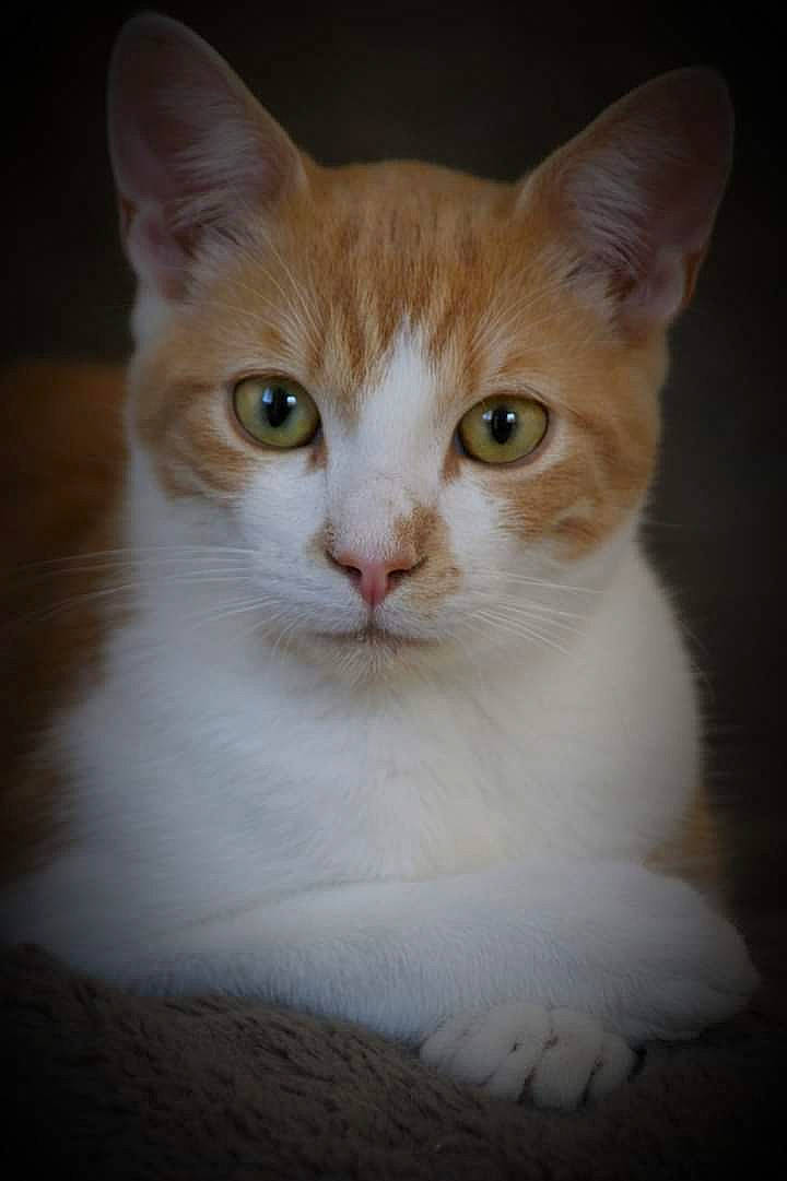 Spiky participe au concours pour gagner de l'argent avec cette photo : aegean_cat, american_wirehair, arabian_mau, asian, burmilla, carnivore, cat, domestic_short_haired_cat, european_shorthair, fawn, felidae, german_rex, kitten, mammal, small_to_medium_sized_cats, tabby_cat, turkish_van, vertebrate, whiskers