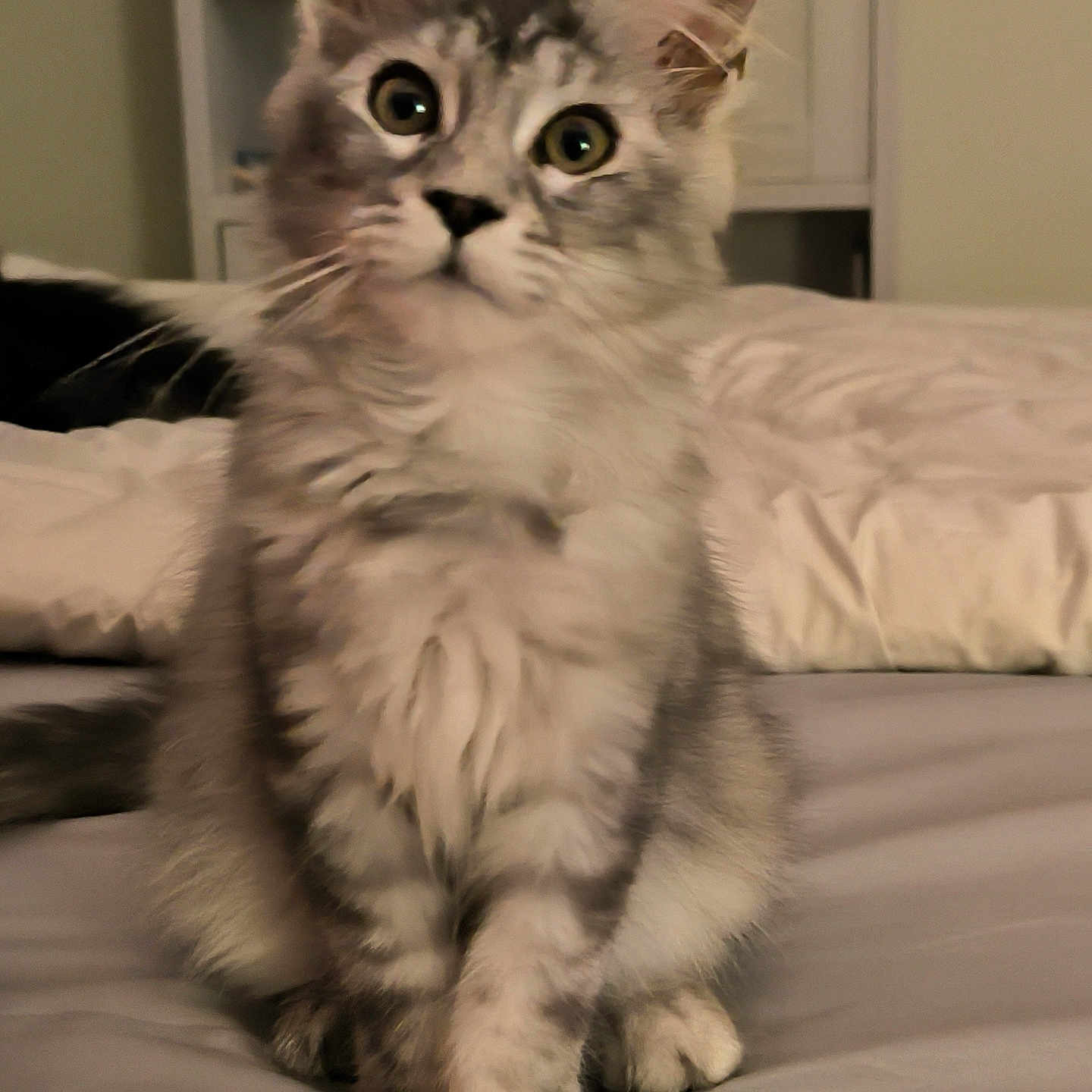 Alpha a rejoint le concours — aidez-le/la à gagner de superbes lots ! animal, bed, cat, crossed_paws, curious, cute, domestic, ears, eyes, fur, furniture, gray, indoor, kitten, pet, pillow, portrait, whiskers, white, young