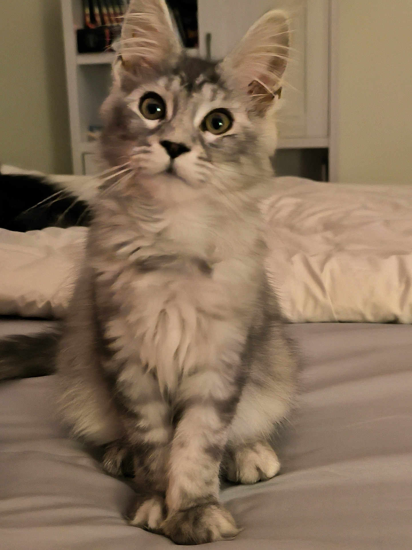 Alpha a rejoint le concours — aidez-le/la à gagner de superbes lots ! cat, kitten, gray, white, fur, pet, animal, bed, pillow, indoor, furniture, crossed_paws, curious, cute, young, whiskers, ears, eyes, portrait, domestic