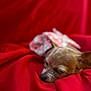 Canela joined the competition — help win amazing prizes! dog, small_dog, pet, sleeping, red_blanket, fabric, blur, resting, cute, animal, indoor, cozy, clothing, pink, floral_pattern, fur, mammal, relaxing, closeup, soft
