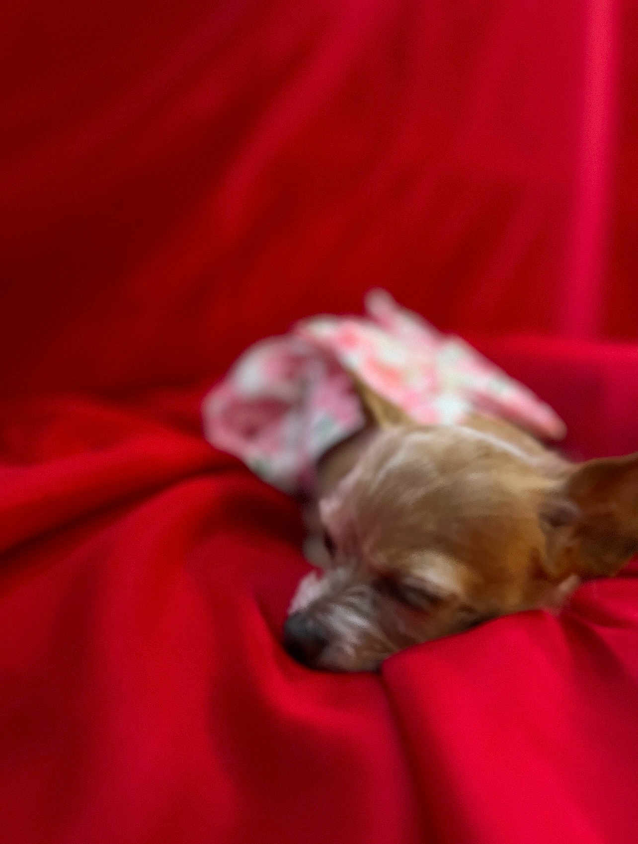Canela joined the competition — help win amazing prizes! dog, small_dog, pet, sleeping, red_blanket, fabric, blur, resting, cute, animal, indoor, cozy, clothing, pink, floral_pattern, fur, mammal, relaxing, closeup, soft