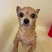 Canela is registered to the contest to win money with this photo: dog, wet, bathtub, pet, small_dog, tongue_out, fur, animal, bath, cute, paw, looking_up, indoors, canine, water, expression, face, ears, close_up, bathroom