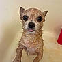 dog, wet, bathtub, pet, small_dog, tongue_out, fur, animal, bath, cute, paw, looking_up, indoors, canine, water, expression, face, ears, close_up, bathroom