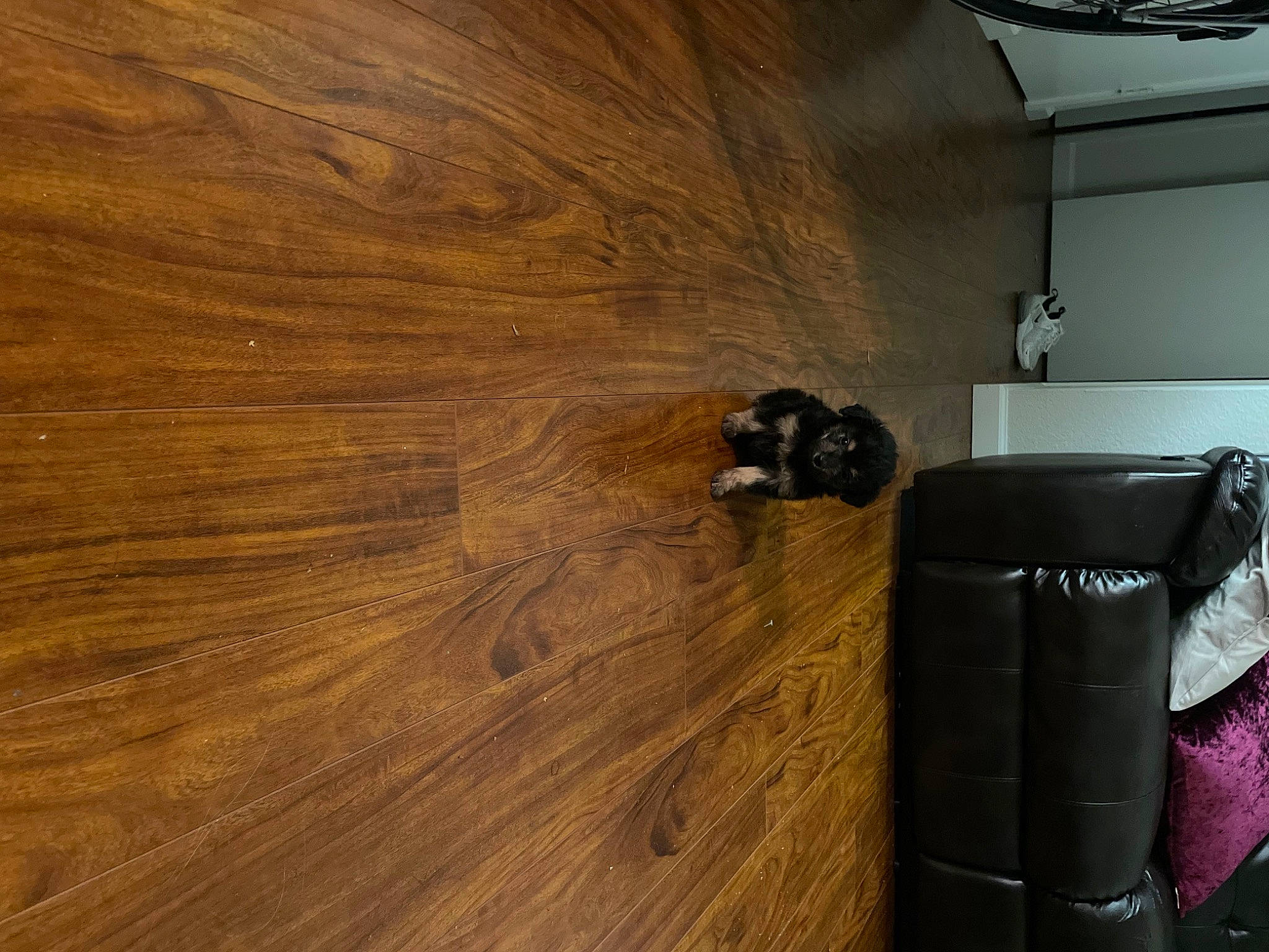 Luna joined the competition — help win amazing prizes! brown, ceiling, concrete, floor, flooring, hardwood, laminate_flooring, lumber, pattern, plank, plywood, room, tints_and_shades, tire, varnish, waste_container, waste_containment, wood, wood_flooring, wood_stain