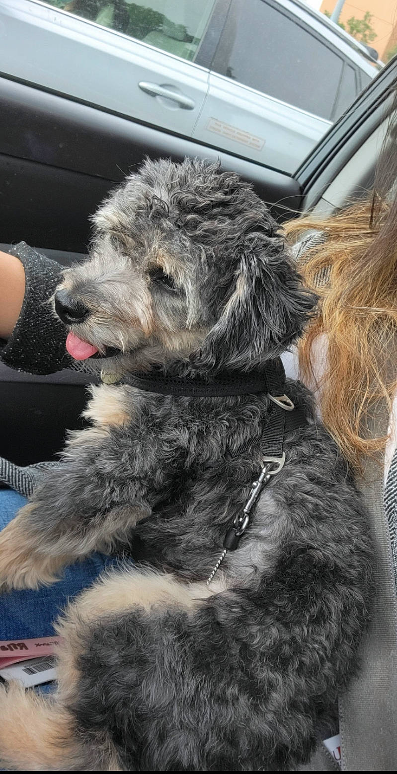 Luna joined the competition — help win amazing prizes! canidae, carnivore, claw, companion_dog, dog, dog_breed, fur, small_terrier, snout, sporting_group, tail, terrestrial_animal, terrier, tire, working_animal