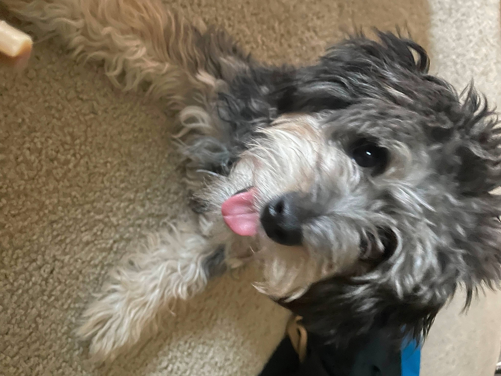 Luna joined the competition — help win amazing prizes! biewer_terrier, canidae, carnivore, companion_dog, dog, dog_breed, dog_collar, dog_supply, fur, maltepoo, schnauzer, shih_poo, small_terrier, snout, sporting_group, terrier, toy_dog, water_dog, working_animal, yorkipoo