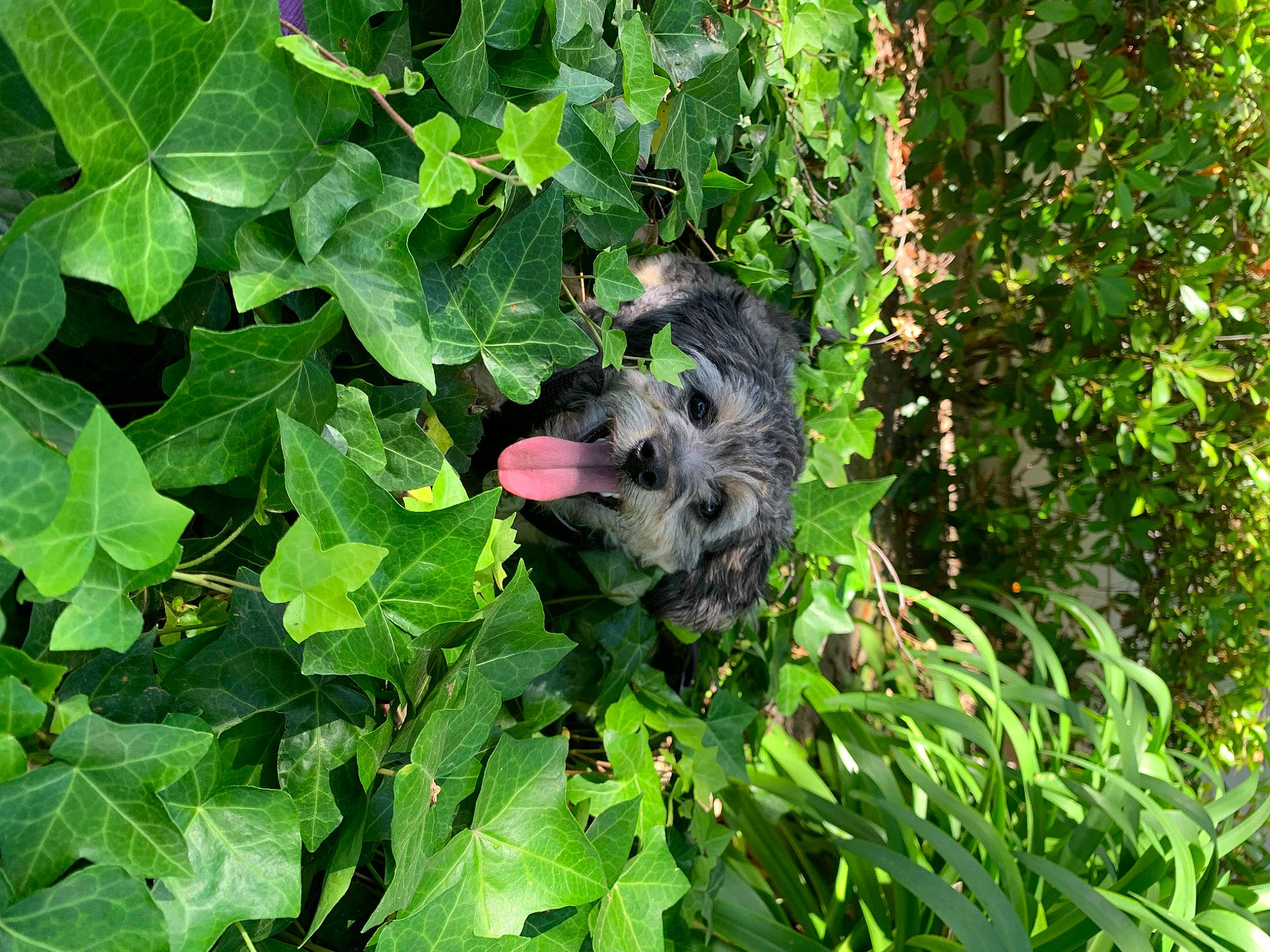 Luna joined the competition — help win amazing prizes! annual_plant, canidae, dog, dog_breed, flowering_plant, grass, groundcover, herb, plant, shrub, sporting_group, subshrub, tail, terrestrial_animal, terrestrial_plant, tree, vegetation, wildlife