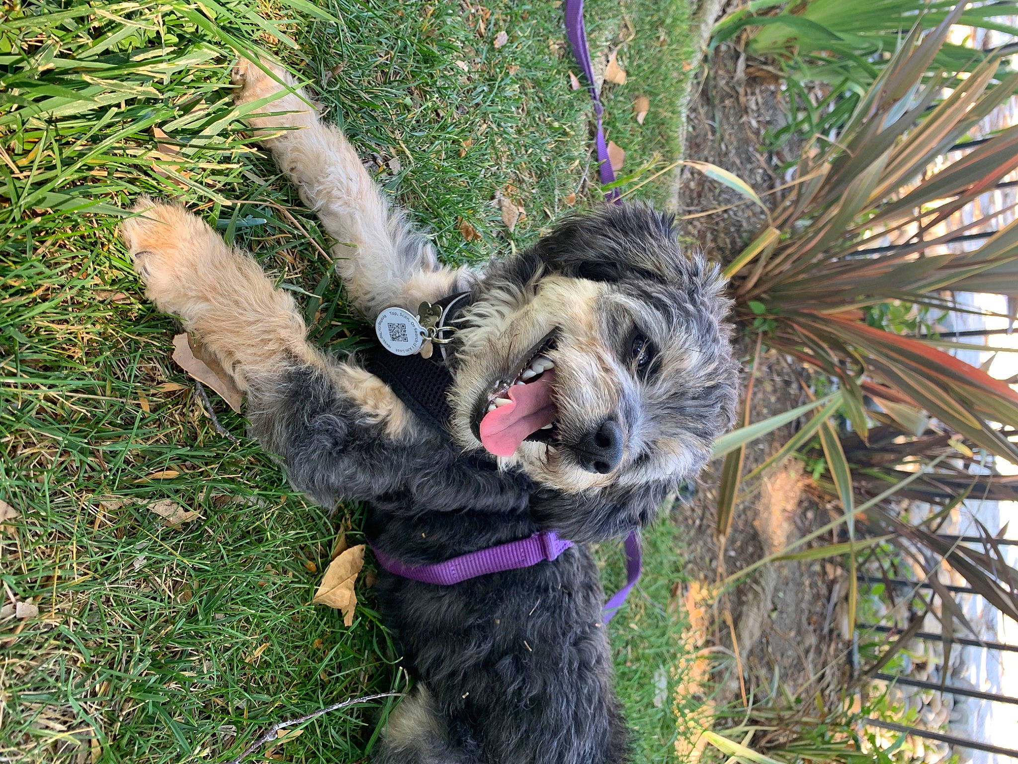 Luna joined the competition — help win amazing prizes! arecales, canidae, carnivore, collar, companion_dog, dog_breed, event, fawn, felidae, fur, grass, leash, plant, small_to_medium_sized_cats, snout, sporting_group, tail, terrestrial_plant, tree, whiskers