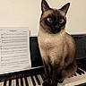 animal, black, blue_eyes, brown, cat, cream, fur, indoors, instrument, keyboard, music, musician, pet, piano, pointed_ears, portrait, sheet_music, siamese_cat, sitting, whiskers