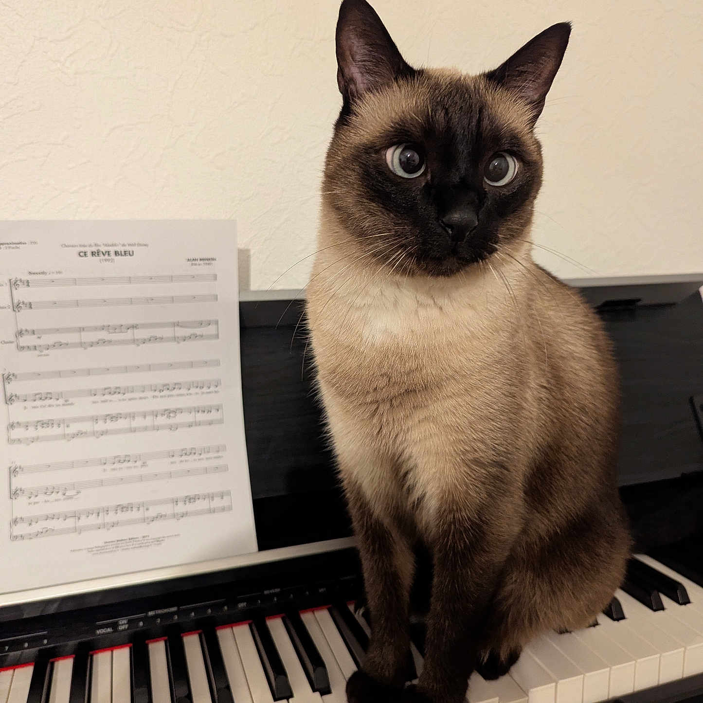 Simba