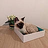 Simba a rejoint le concours — aidez-le/la à gagner de superbes lots ! cat, siamese_cat, pet, animal, feline, blue_eyes, indoors, box, cardboard_box, sitting, lying_down, flowers, vase, table, wooden_surface, wall, home_decor, portrait, cream_fur, dark_face