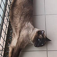 Simba participe au concours pour gagner de l'argent avec cette photo : cat, siamese_cat, animal, pet, feline, blue_eyes, brown_fur, dark_face, lying_down, stretched_out, indoor, tile_floor, wire_fence, blue_bowl, plant, portrait, looking_at_camera, long_tail, whiskers, photography