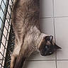 cat, siamese_cat, animal, pet, feline, blue_eyes, brown_fur, dark_face, lying_down, stretched_out, indoor, tile_floor, wire_fence, blue_bowl, plant, portrait, looking_at_camera, long_tail, whiskers, photography