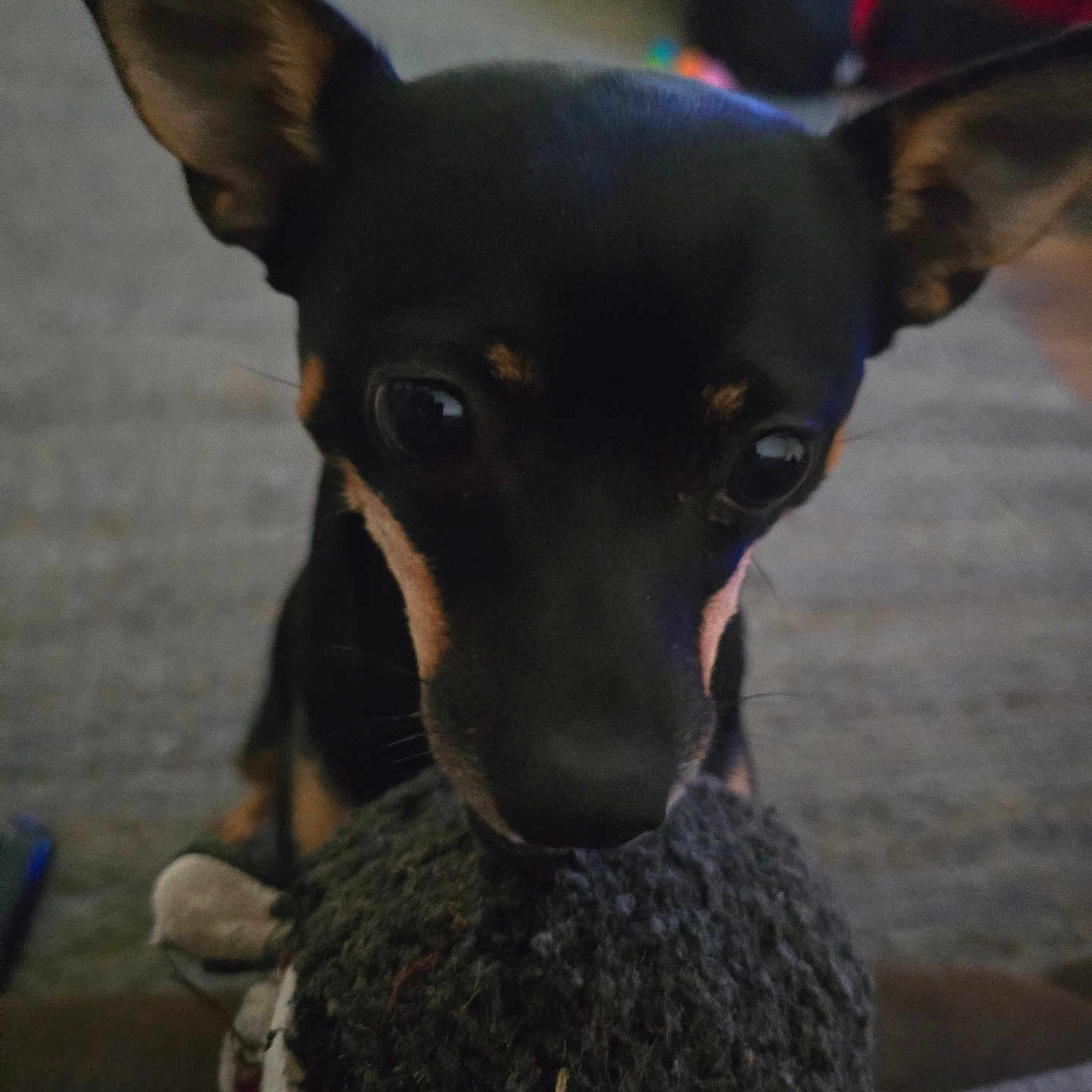 Sandy joined the competition — help win amazing prizes! animal, black_dog, canine, carpet, close_up, curious, cute, dog, ears, face, furniture, fuzzy_toy, household, indoor, looking, mouth, pet, playing, small_dog, toy