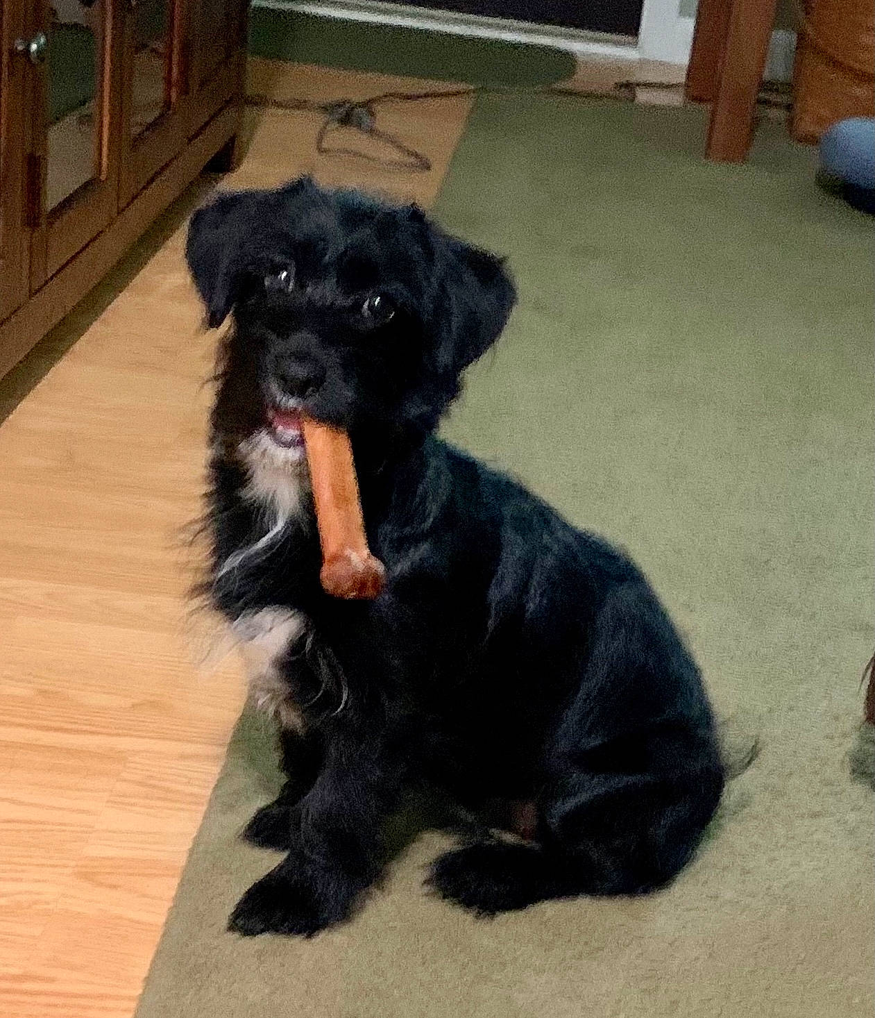 Keeva joined the competition — help win amazing prizes! canidae, carnivore, companion_dog, dog, dog_breed, dog_collar, flooring, fur, hardwood, liver, puppy, small_terrier, snout, tail, terrier, wood, wood_flooring, wood_stain, working_animal, working_dog