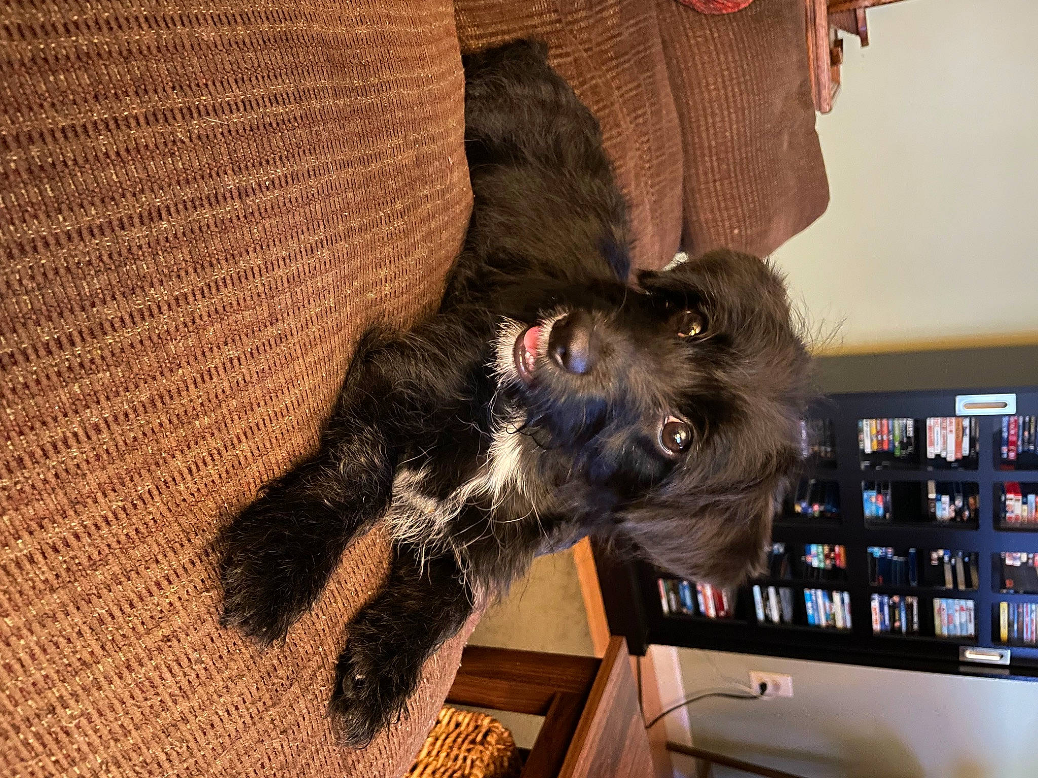 Keeva is registered to the contest to win money with this photo: canidae, carnivore, comfort, companion_dog, display_device, dog, dog_breed, dog_collar, dog_supply, fur, led_backlit_lcd_display, liver, schnauzer, shelf, sporting_group, tail, television, television_set, terrier, working_animal