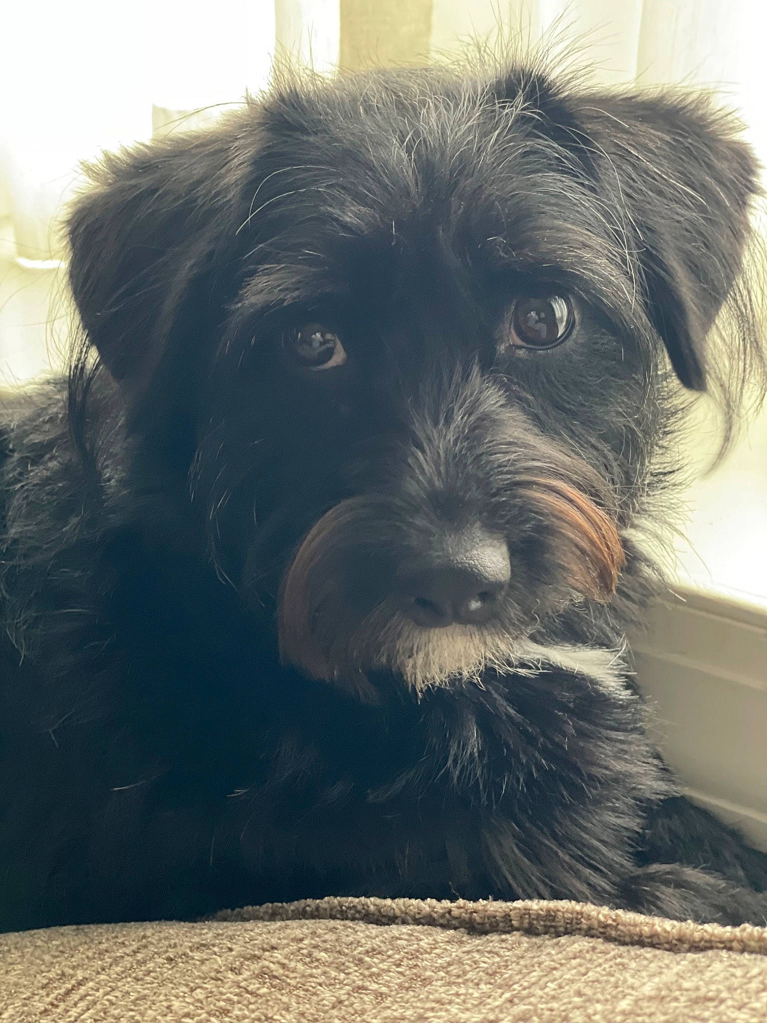 Keeva joined the competition — help win amazing prizes! canidae, carnivore, companion_dog, dog, dog_breed, dog_supply, fur, liver, non_sporting_group, puppy, small_terrier, snout, sporting_group, terrier, toy_dog, working_animal, yorkipoo