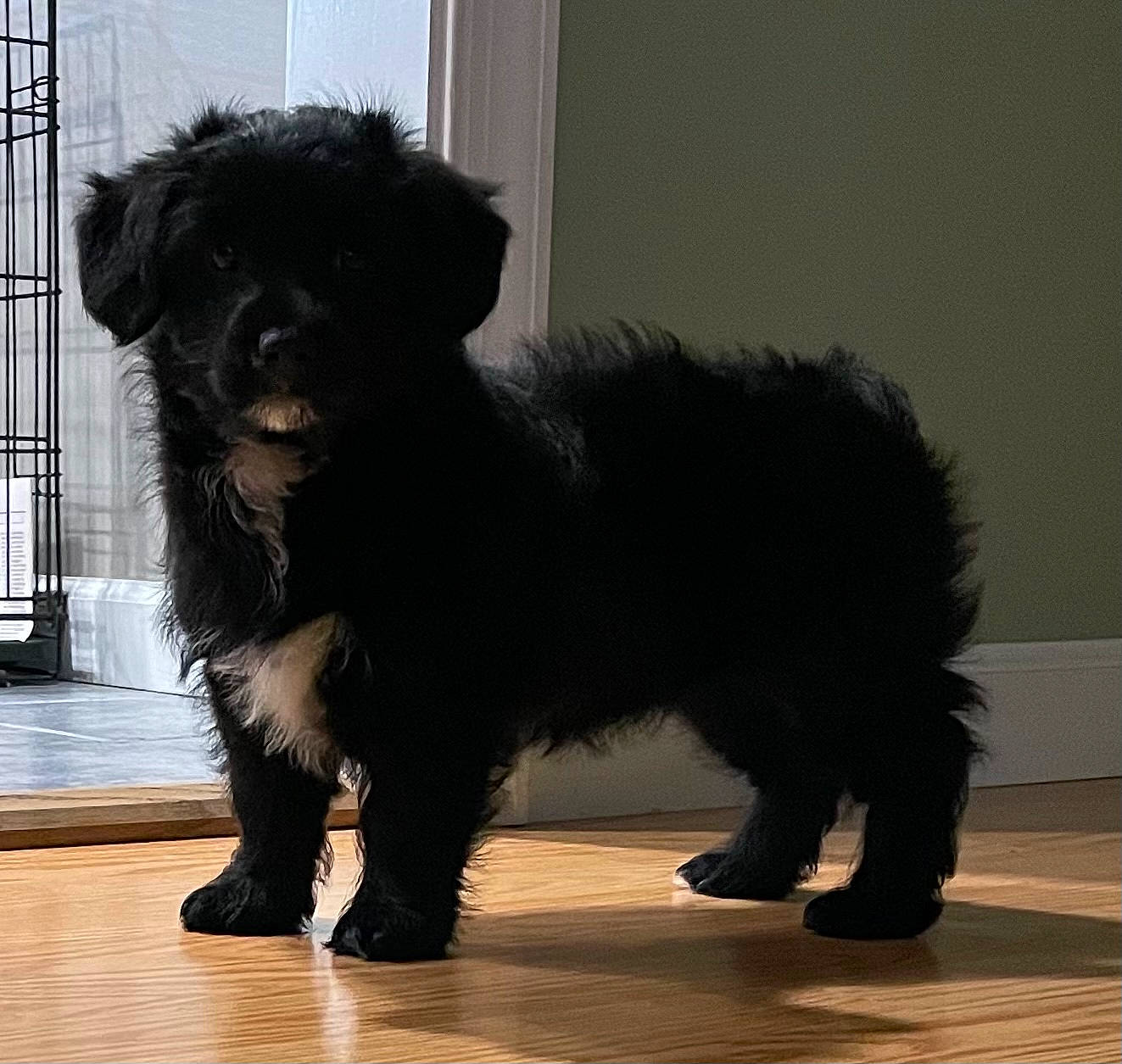 Keeva is registered to the contest to win money with this photo: canidae, carnivore, claw, companion_dog, dog, dog_breed, flooring, fur, liver, non_sporting_group, paw, small_terrier, snout, sporting_group, tail, terrestrial_animal, terrier, toy_dog, working_animal, working_dog