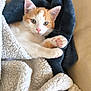 kitten, cat, orange_and_white, paw, blanket, cozy, cute, pet, fur, whiskers, indoor, closeup, relaxing, soft, sleepy, animal, domestic, young, curious, comfort