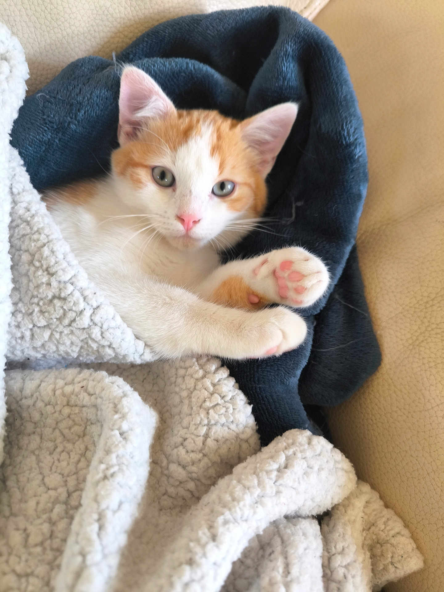 Foxy participe au concours pour gagner de l'argent avec cette photo : kitten, cat, orange_and_white, paw, blanket, cozy, cute, pet, fur, whiskers, indoor, closeup, relaxing, soft, sleepy, animal, domestic, young, curious, comfort