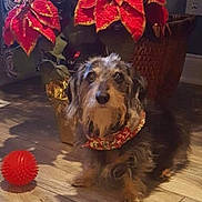 Noel is registered to the contest to win money with this photo: dog, poinsettia, red_flower, wooden_floor, basket, indoor, pet, bandana, toy, holiday, decor, plant, fur, small_dog, brown, black, flooring, home, animal, cute