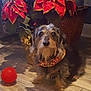 dog, poinsettia, red_flower, wooden_floor, basket, indoor, pet, bandana, toy, holiday, decor, plant, fur, small_dog, brown, black, flooring, home, animal, cute