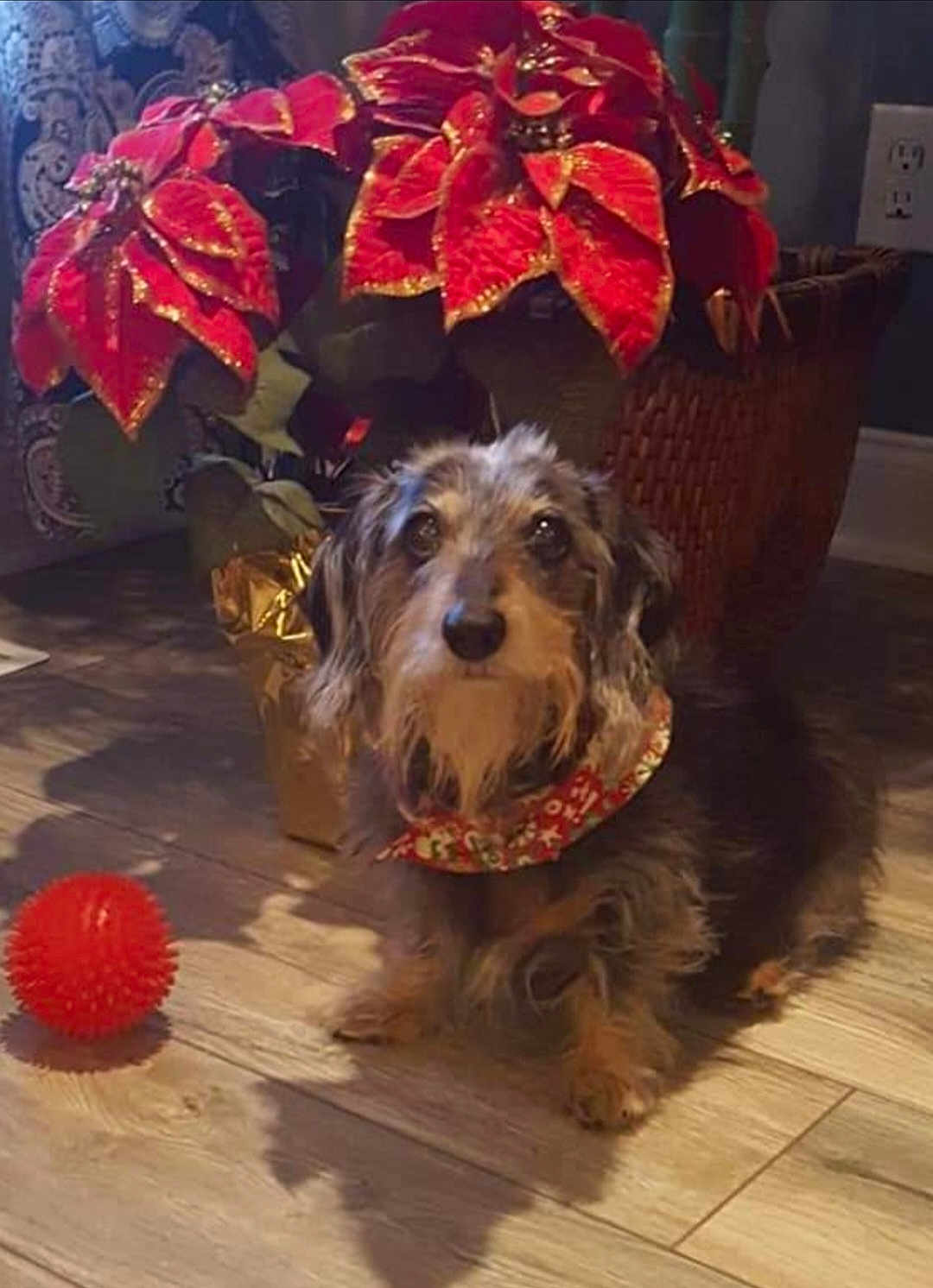 Noel