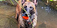 Floki participe au concours pour gagner de l'argent avec cette photo : animal, ball, canine, collar, dog, ears, fetch, german_shepherd, leaf, muddy, nature, outdoor, pet, playful, shallow_water, standing, toy, vine, water, wet