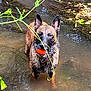 animal, ball, canine, collar, dog, ears, fetch, german_shepherd, leaf, muddy, nature, outdoor, pet, playful, shallow_water, standing, toy, vine, water, wet
