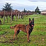 Floki participe au concours pour gagner de l'argent avec cette photo : agriculture, animal, canine, dog, ears_up, farm, field, grass, greenery, happy, landscape, leash, nature, outdoor, pet, rural, sky, standing, tree, vineyard