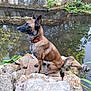 Floki a rejoint le concours — aidez-le/la à gagner de superbes lots ! alert, animal, belgian_malinois, calm, canine, collar, daylight, dog, greenery, lily_pads, nature, outdoor, plant, pond, reflection, rocks, side_view, sitting, water, wet_fur