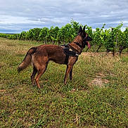 Floki a rejoint le concours — aidez-le/la à gagner de superbes lots ! alert, animal, belgian_malinois, canine, cloudy_sky, daytime, dog, field, fur, grass, greenery, harness, landscape, nature, outdoor, pet, standing, summer, tongue_out, vineyard