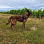 alert, animal, belgian_malinois, canine, cloudy_sky, daytime, dog, field, fur, grass, greenery, harness, landscape, nature, outdoor, pet, standing, summer, tongue_out, vineyard