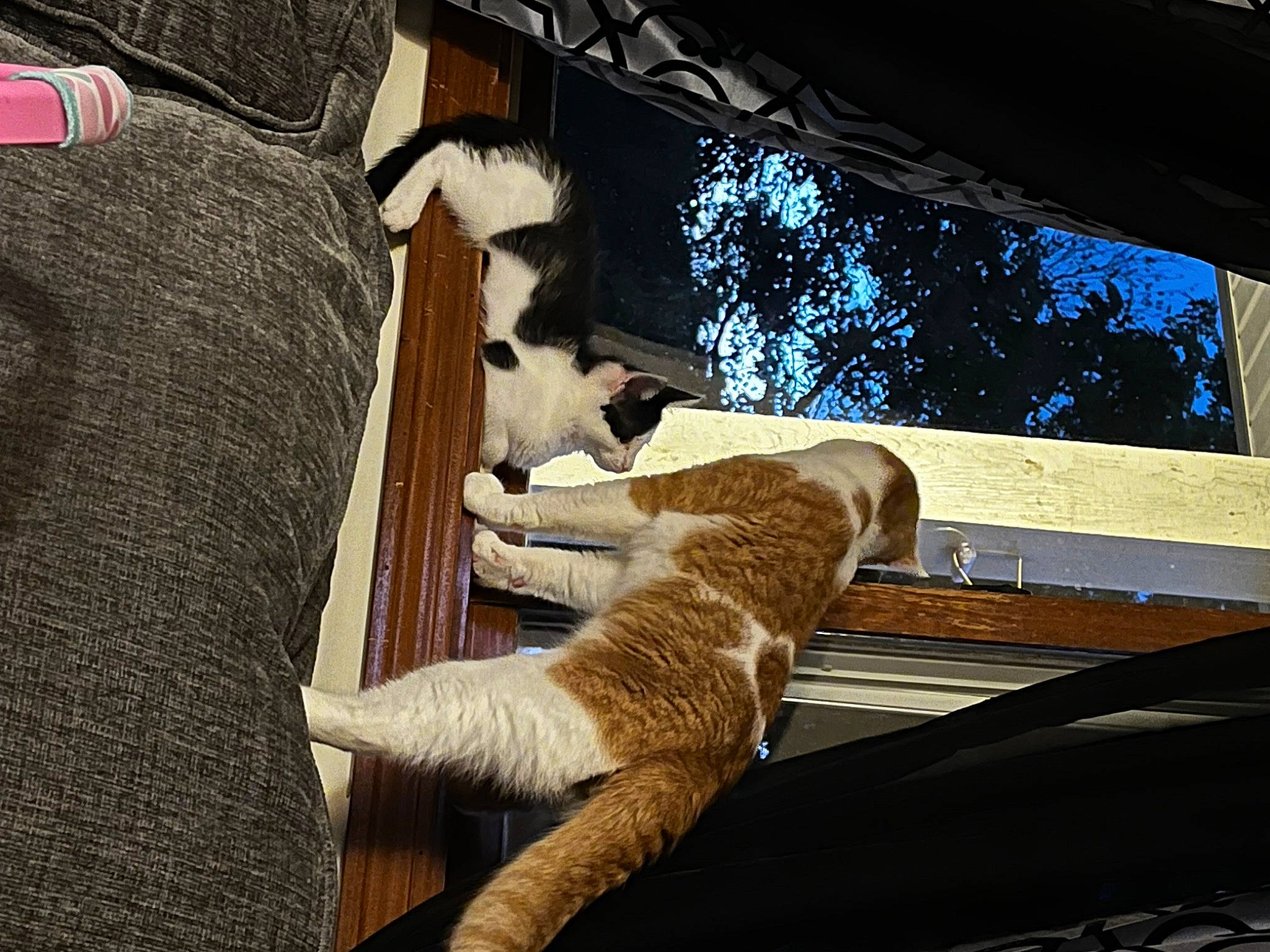 Sir Murder Mittens is registered to the contest to win money with this photo: canidae, carnivore, cat, chair, comfort, companion_dog, dog_breed, domestic_short_haired_cat, fawn, felidae, human_leg, small_to_medium_sized_cats, snout, sporting_group, tail, tints_and_shades, tree, whiskers, window, wood