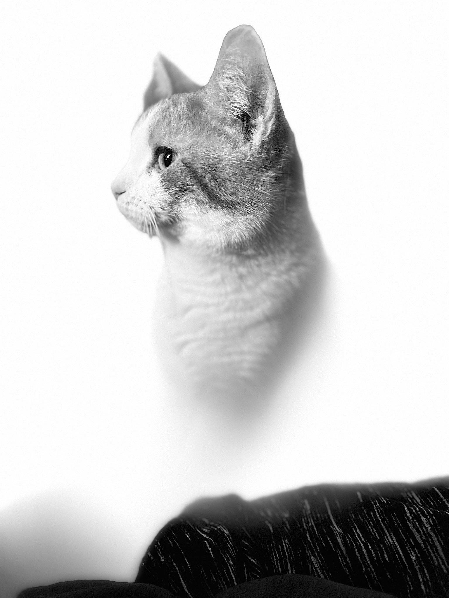 Sir Murder Mittens joined the competition — help win amazing prizes! black, black_and_white, carnivore, cat, comfort, domestic_short_haired_cat, eye, felidae, fur, grey, monochrome, monochrome_photography, paw, small_to_medium_sized_cats, snout, still_life_photography, whiskers, wildlife