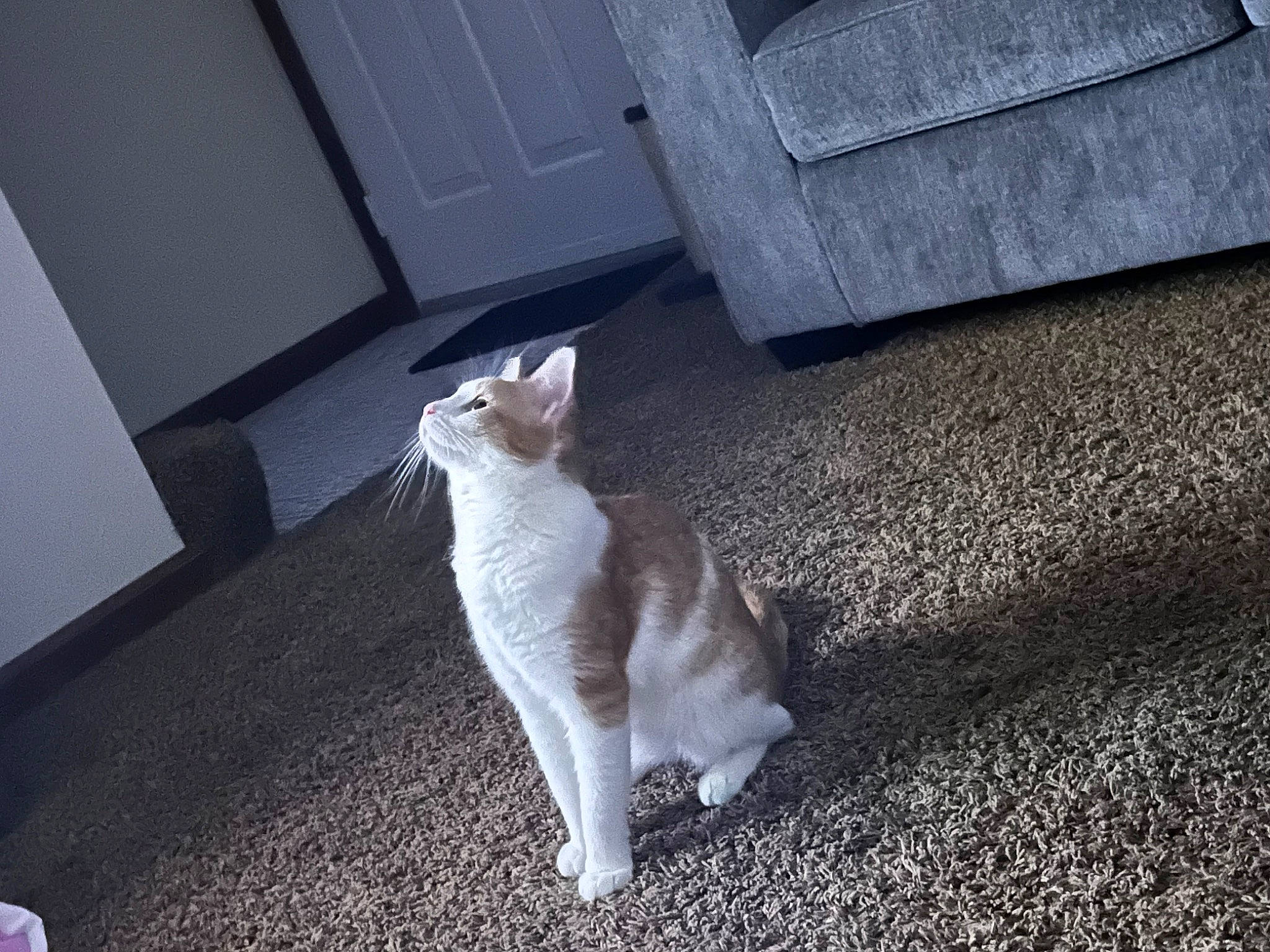 Sir Murder Mittens joined the competition — help win amazing prizes! asphalt, carnivore, cat, domestic_short_haired_cat, door, fawn, felidae, flooring, fur, grass, grey, paw, road_surface, shadow, small_to_medium_sized_cats, snout, tail, whiskers, window, wood