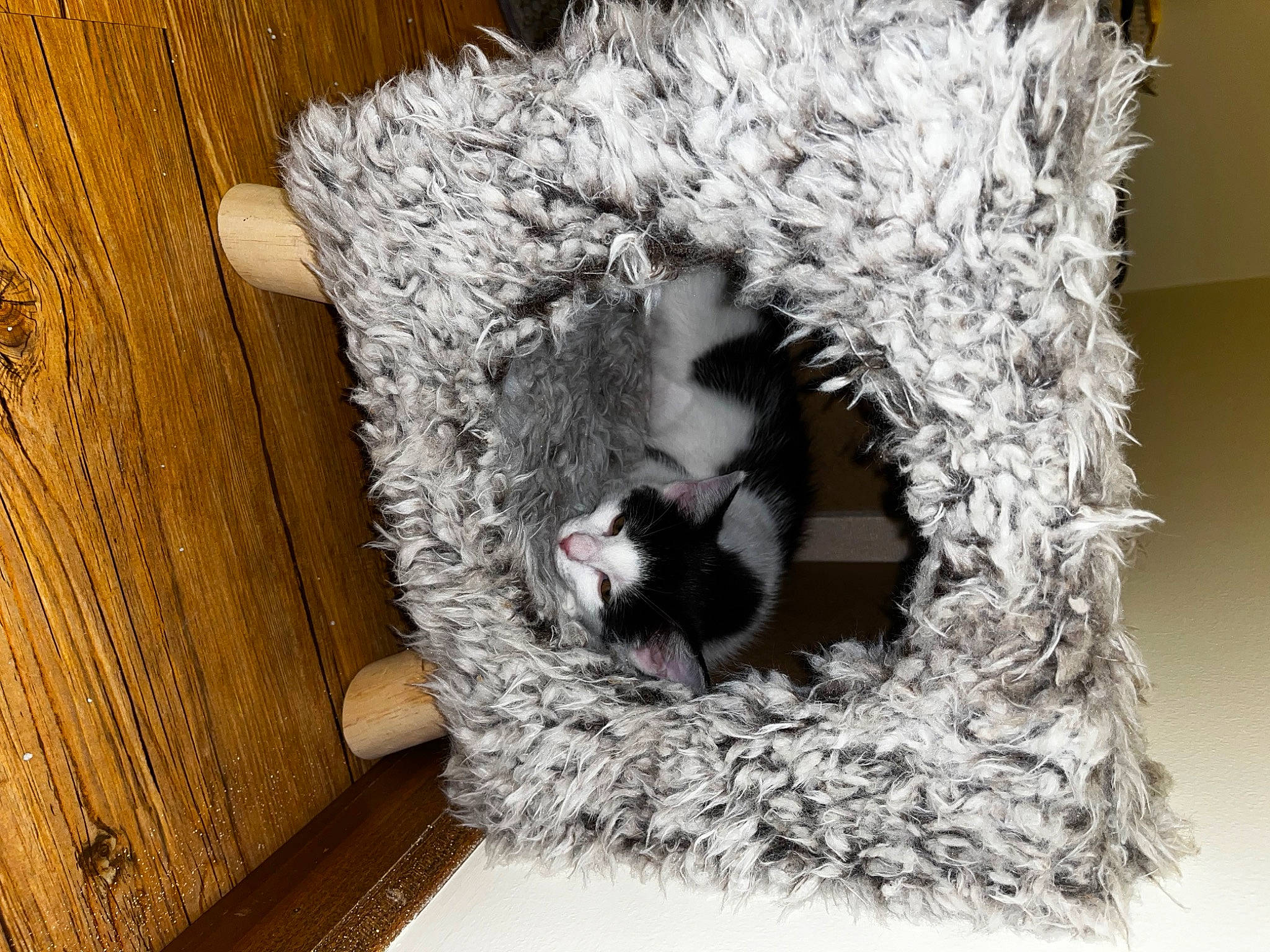 Oreo joined the competition — help win amazing prizes! canidae, carnivore, cat, cat_bed, cat_furniture, cat_supply, comfort, companion_dog, dog_breed, domestic_short_haired_cat, felidae, flooring, fur, grey, hardwood, small_to_medium_sized_cats, sporting_group, tail, whiskers, wood