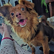 Rosie participe au concours pour gagner de l'argent avec cette photo : dog, pet, happy, indoor, living_room, floor, person, legs, pajamas, pattern, monkey, fur, ears, eyes, mouth, smile, cozy, furniture, plant, remote_control